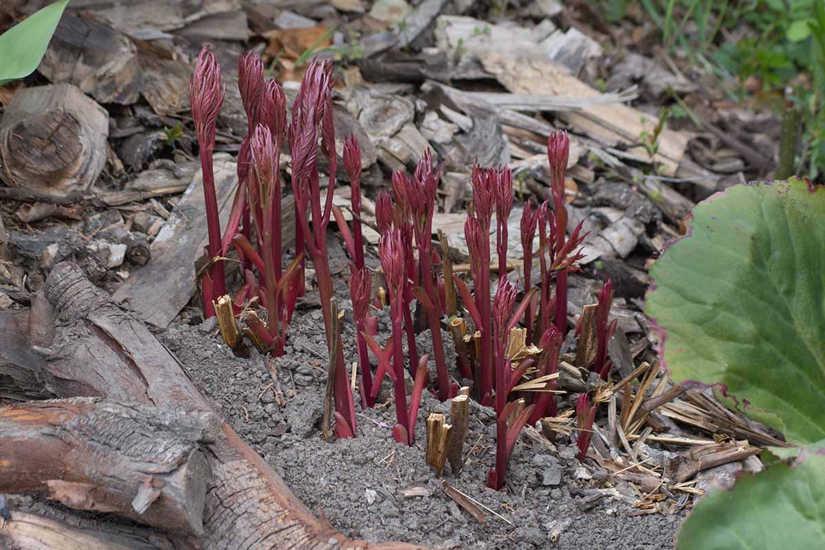 A close up horizontal image of new spring growth from a peony plant, pictured on a soft focus background.