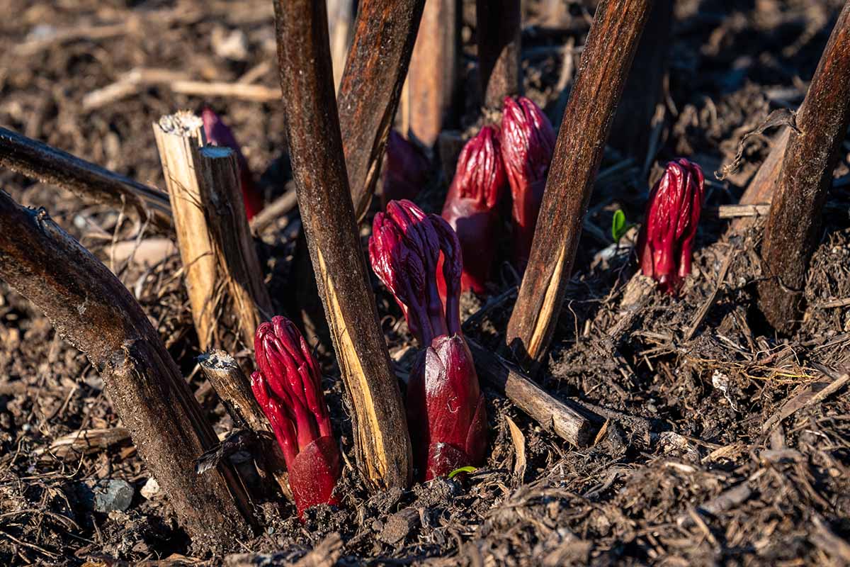 A close up horizontal image of the new red-stemmed spring growth of a peony plant growing in the garden, pictured in bright sunshine.