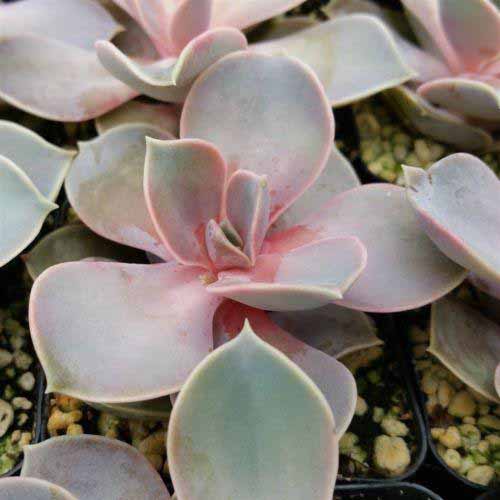 A close up square image of 'Perle von Nurnberg' echeveria growing in a small pot.