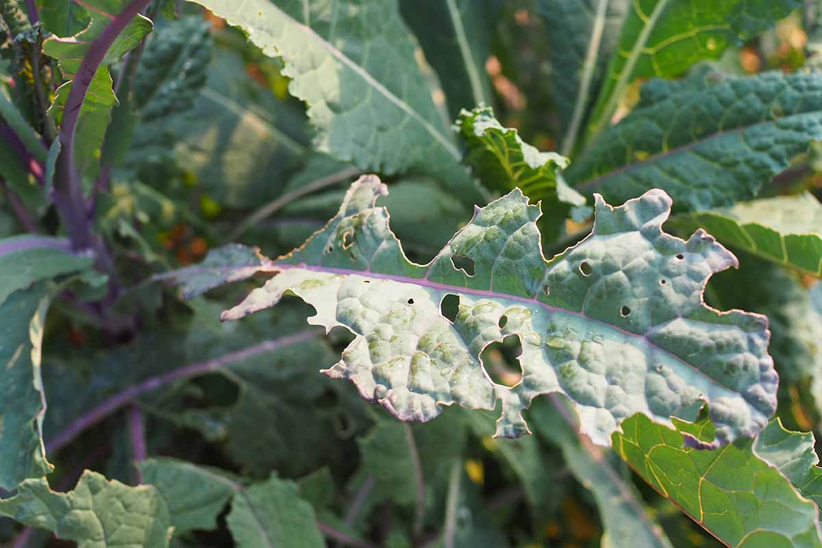 A close up horizontal image of a leaf suffering from a pest infestation pictured in bright sunshine.