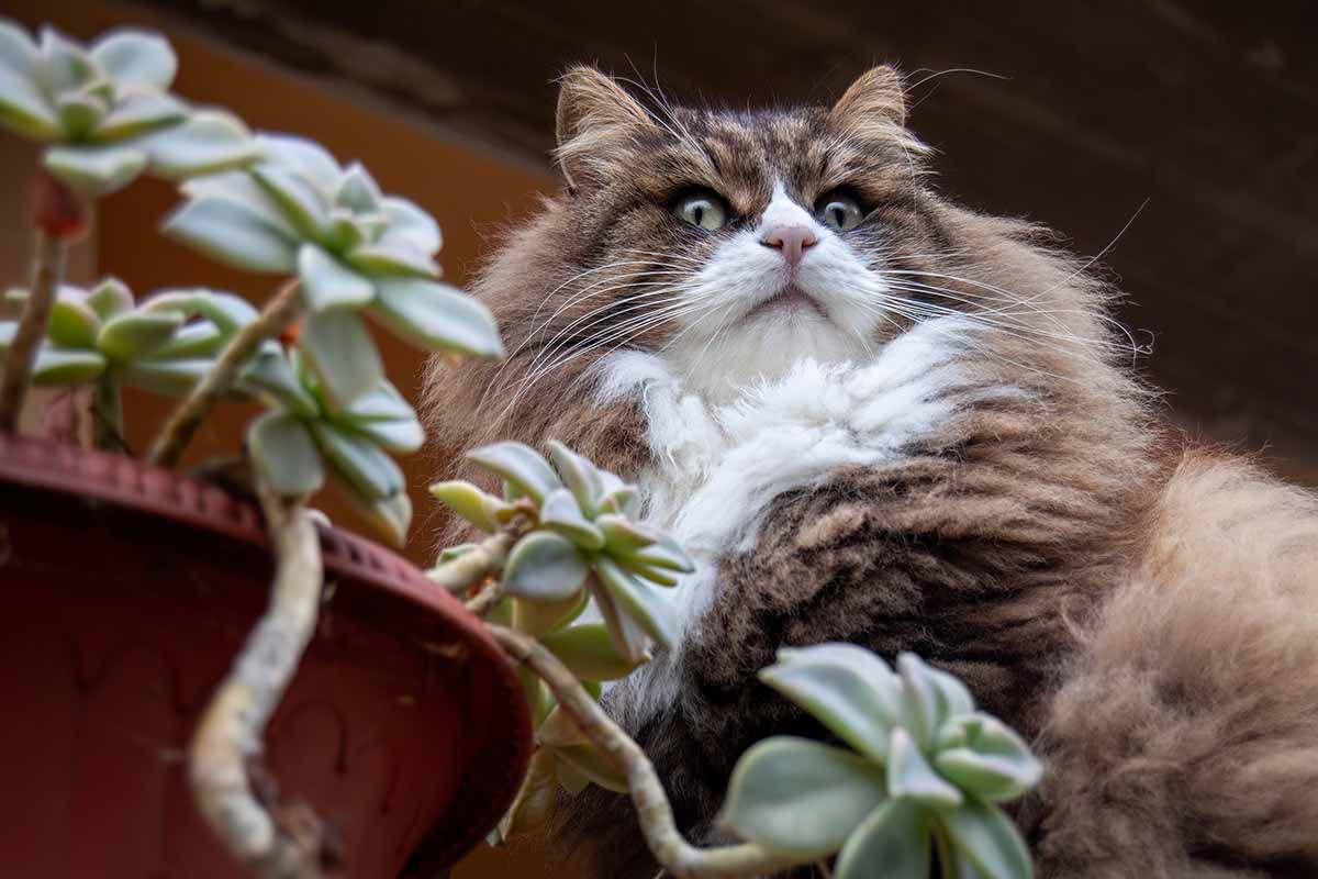 A close up horizontal image of a large cat lying next to a succulent plant growing in a pot indoors.