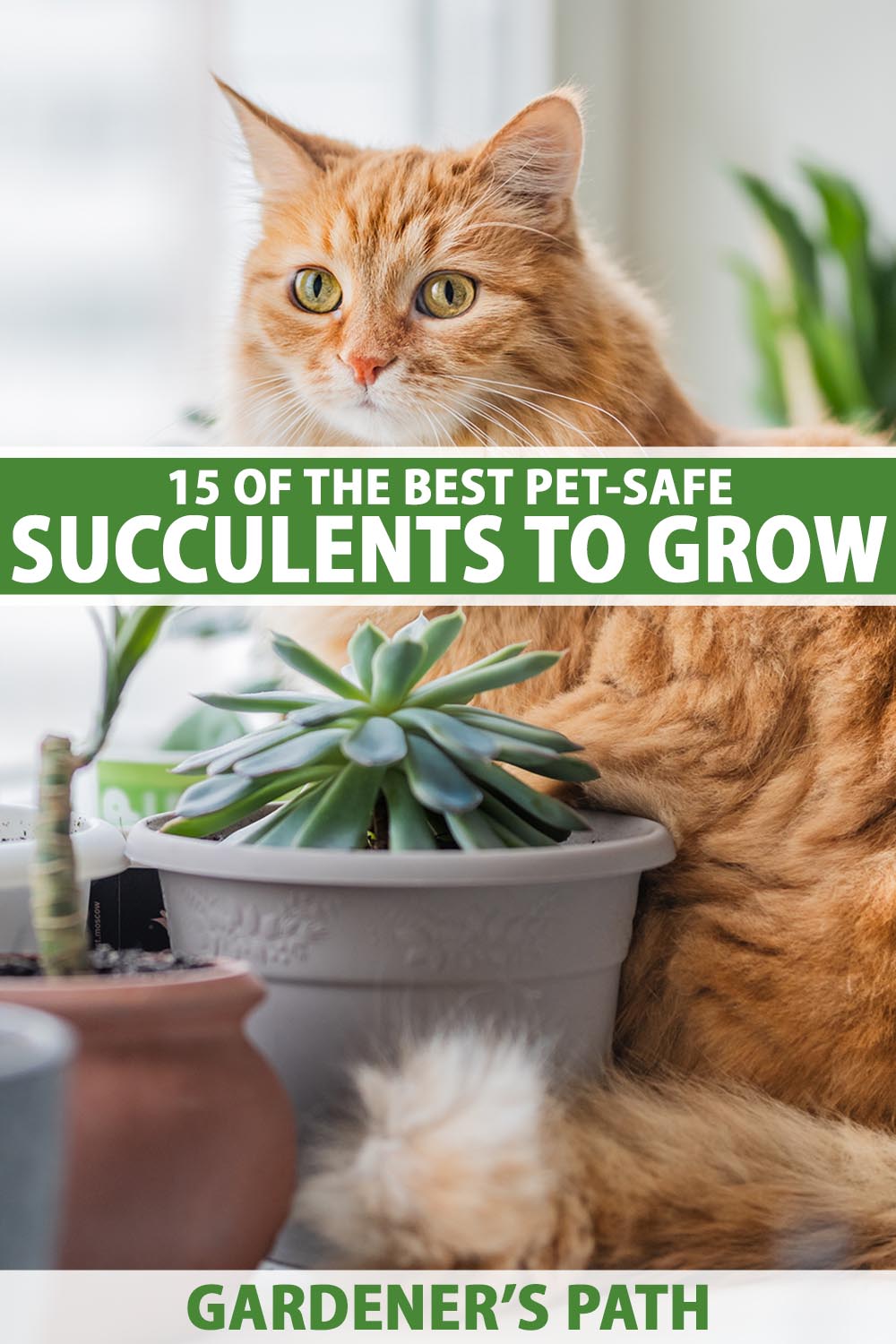 A close up vertical image of a large orange cat sitting amongst a collection of houseplants including succulents. To the center and bottom of the frame is green and white printed text.