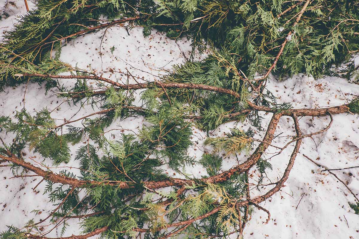 A close up horizontal image of Christmas tree boughs being used as winter protection on the top of snow.