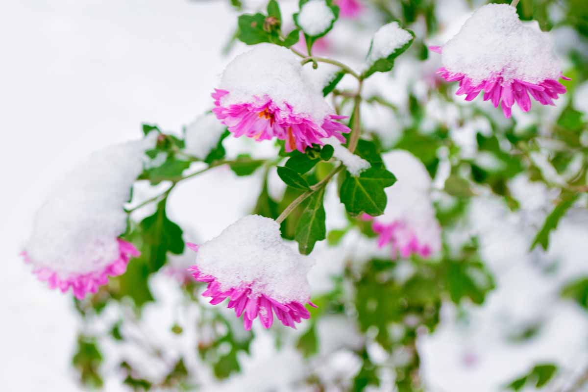 A close up horizontal image of pink chrysanthemums growing in the garden covered in snow, pictured on a soft focus background.
