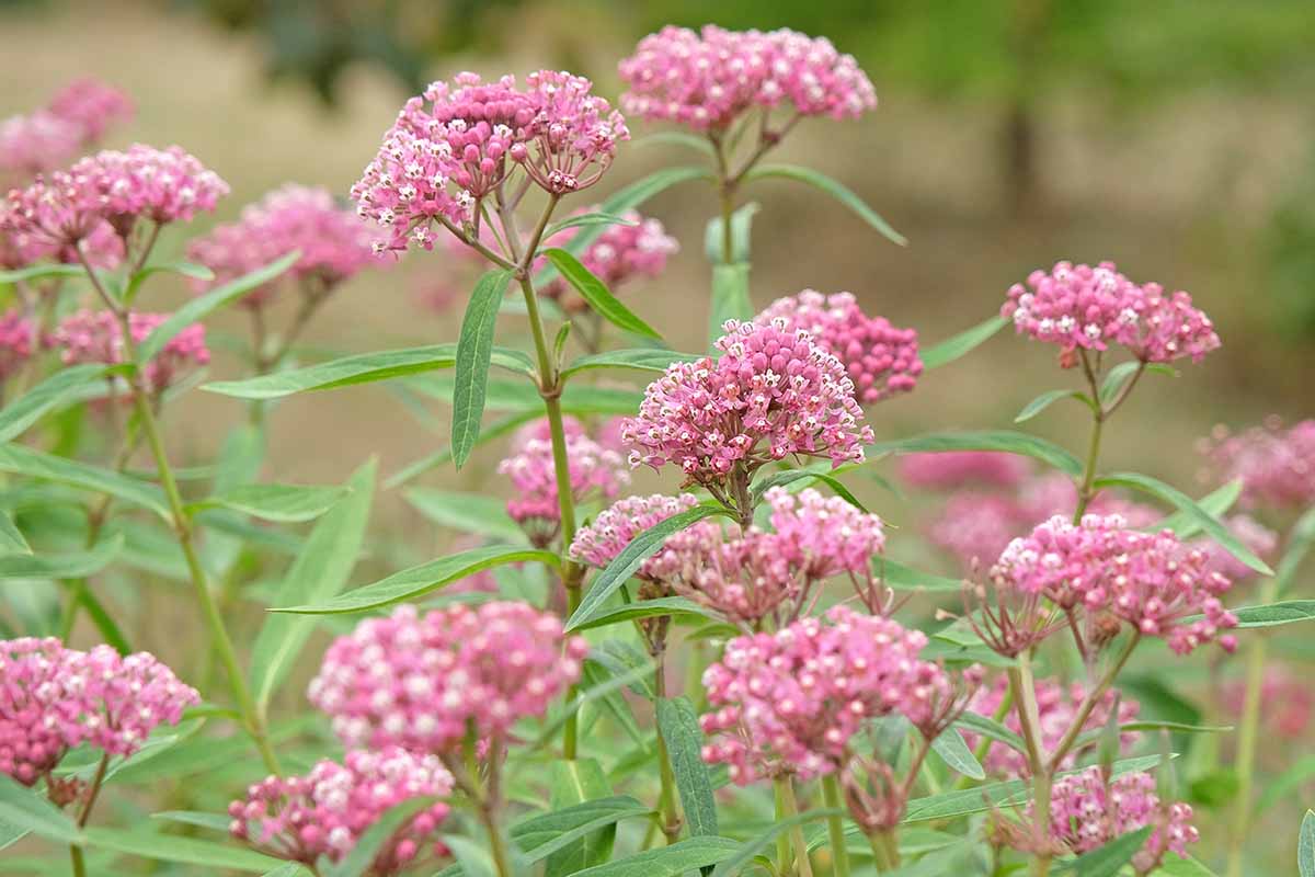 A close up horizontal image of milkweed growing in the garden with bright green foliage and small flowers.