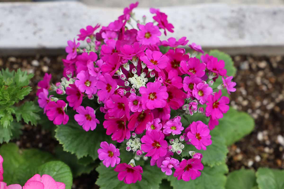 A close up horizontal image of bright pink primroses growing in a garden border.