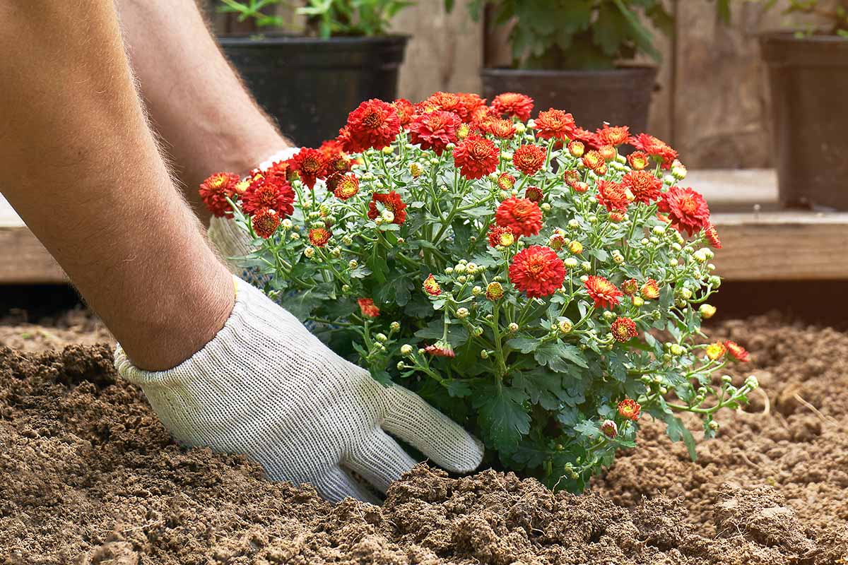A close up horizontal image of gloved hands from the left of the frame planting a chrysanthemum plant in the garden.