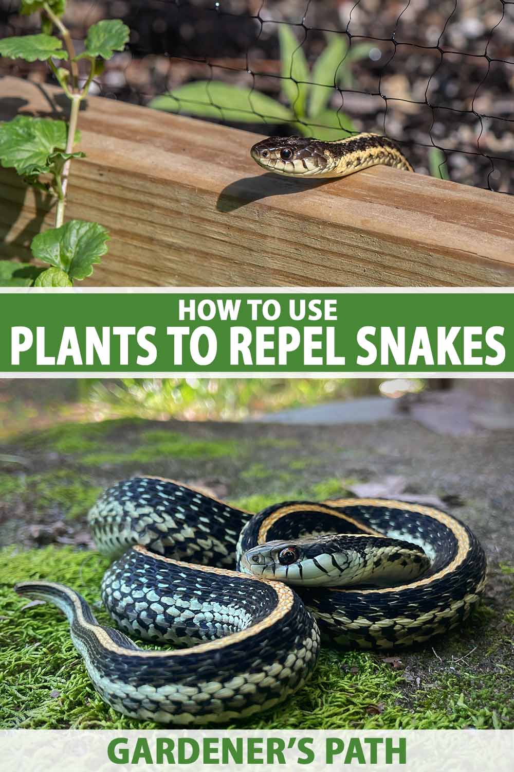 A vertical image of a collage of two images, the top a snake sneaking over the top of a wooden raised bed, the bottom a snake coiled on the ground. To the center and bottom of the frame is green and white printed text.