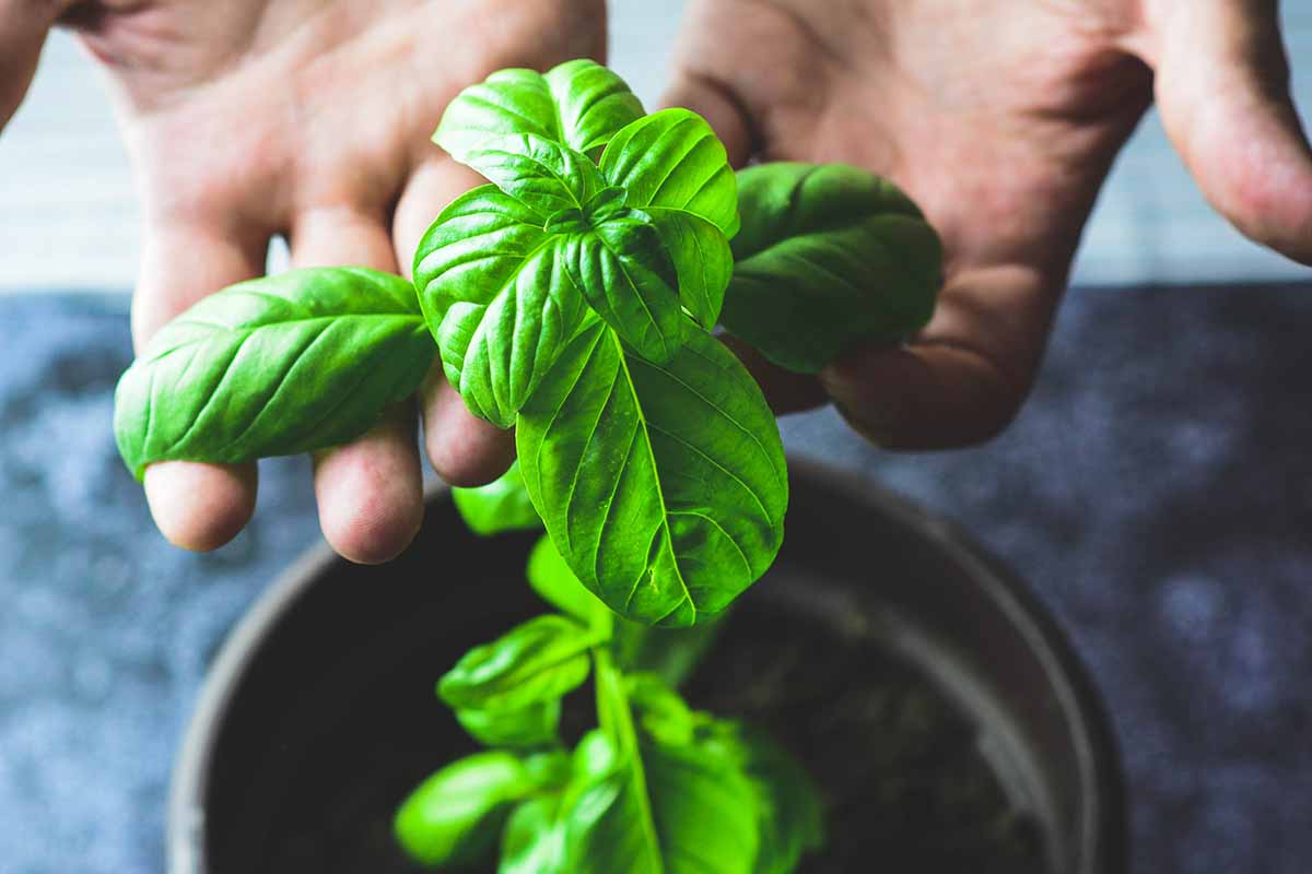 A close up horizontal image of two hands from the top of the frame examining the leaves of a potted basil plant.