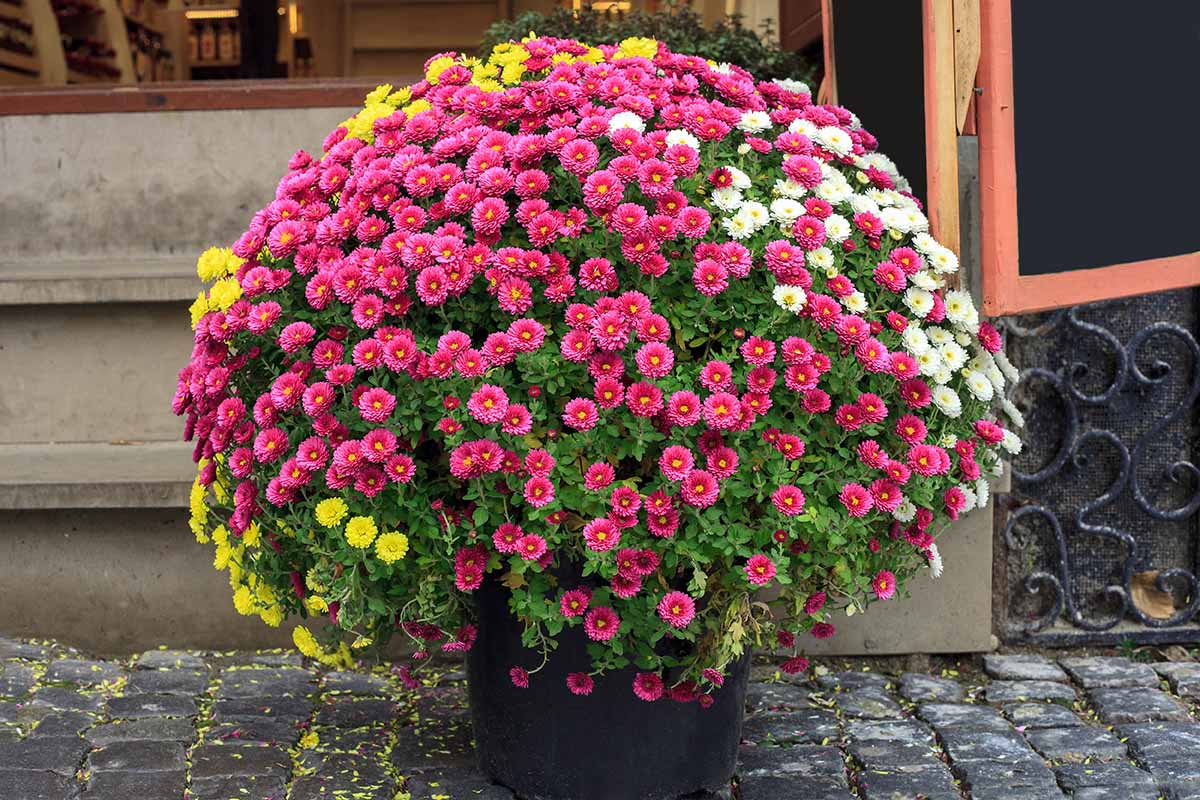 A close up horizontal image of a large chrysanthemum plant growing in a container on a front porch.