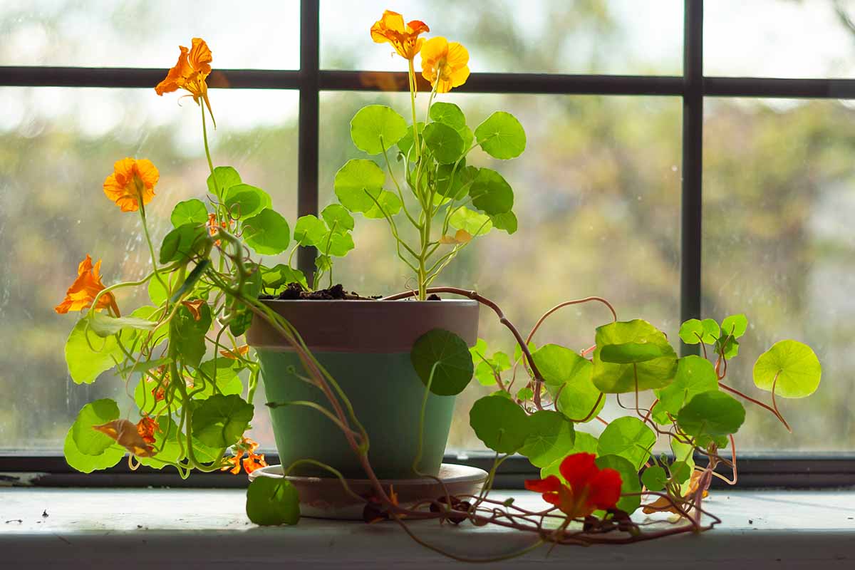 A nasturtium plant in a green pot growing on a windowsill in the winter. There are red and yellow flowers contrasting with the large flat green leaves, in light sunshine.