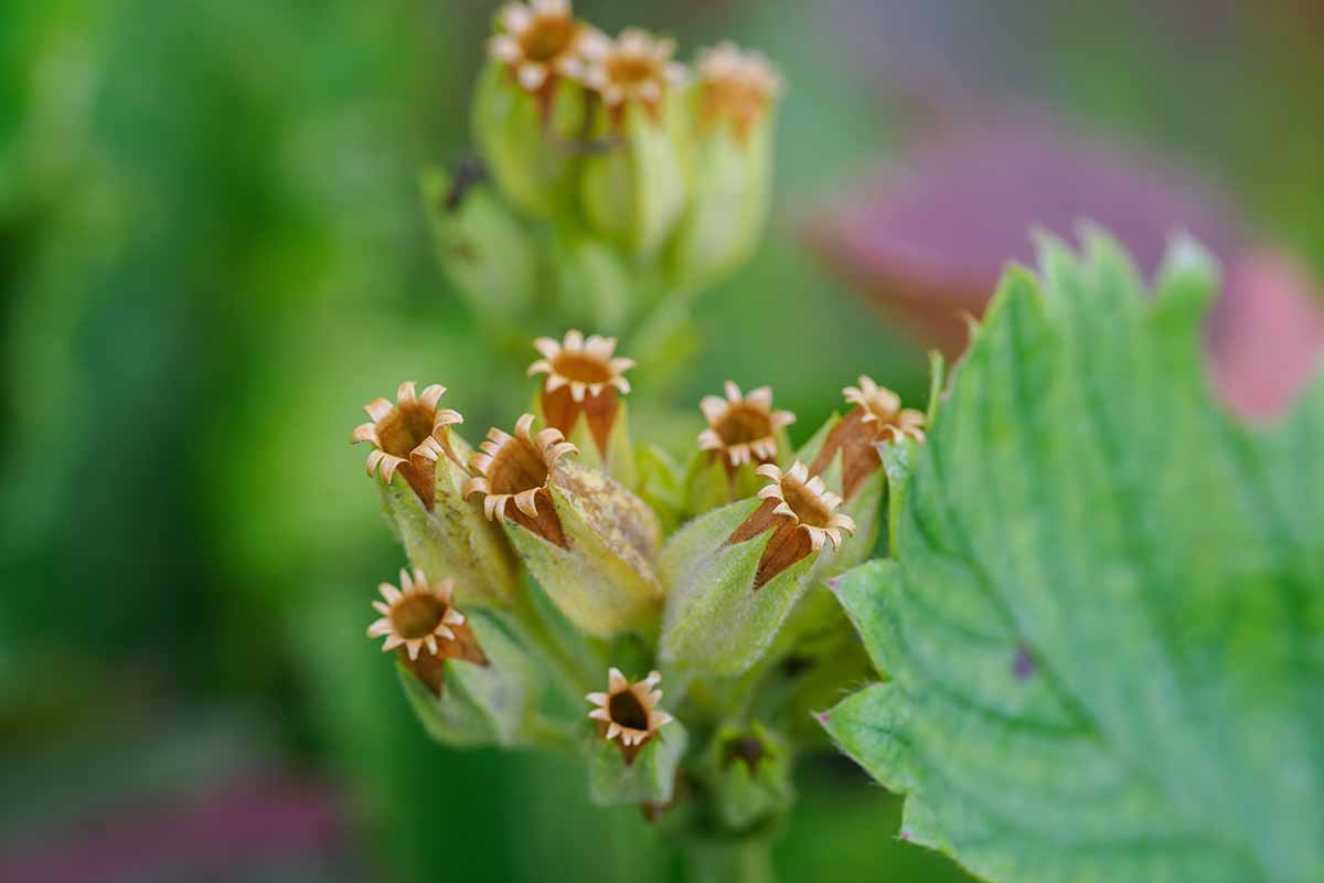 A close up horizontal image of open seed capsules of Primula flowers pictured on a soft focus background.