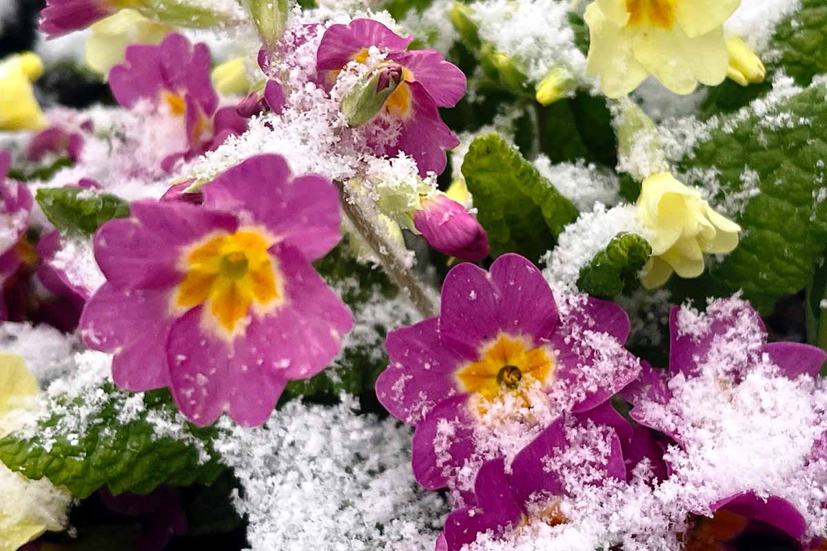 A close up horizontal image of purple and yellow primroses growing in the garden under a cover of light snow.