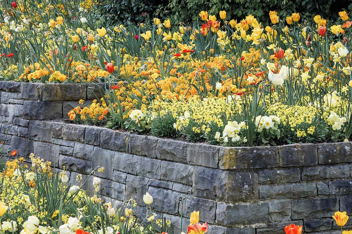 A horizontal image of colorful mixed flower borders in the garden.