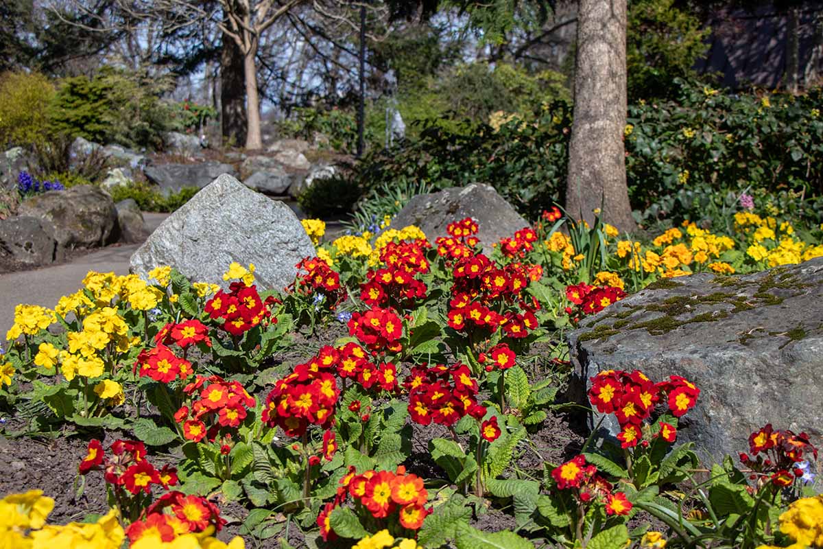 A horizontal image of colorful primroses growing in a garden bed surrounded by large rocks under the canopy of trees, pictured in bright sunshine.