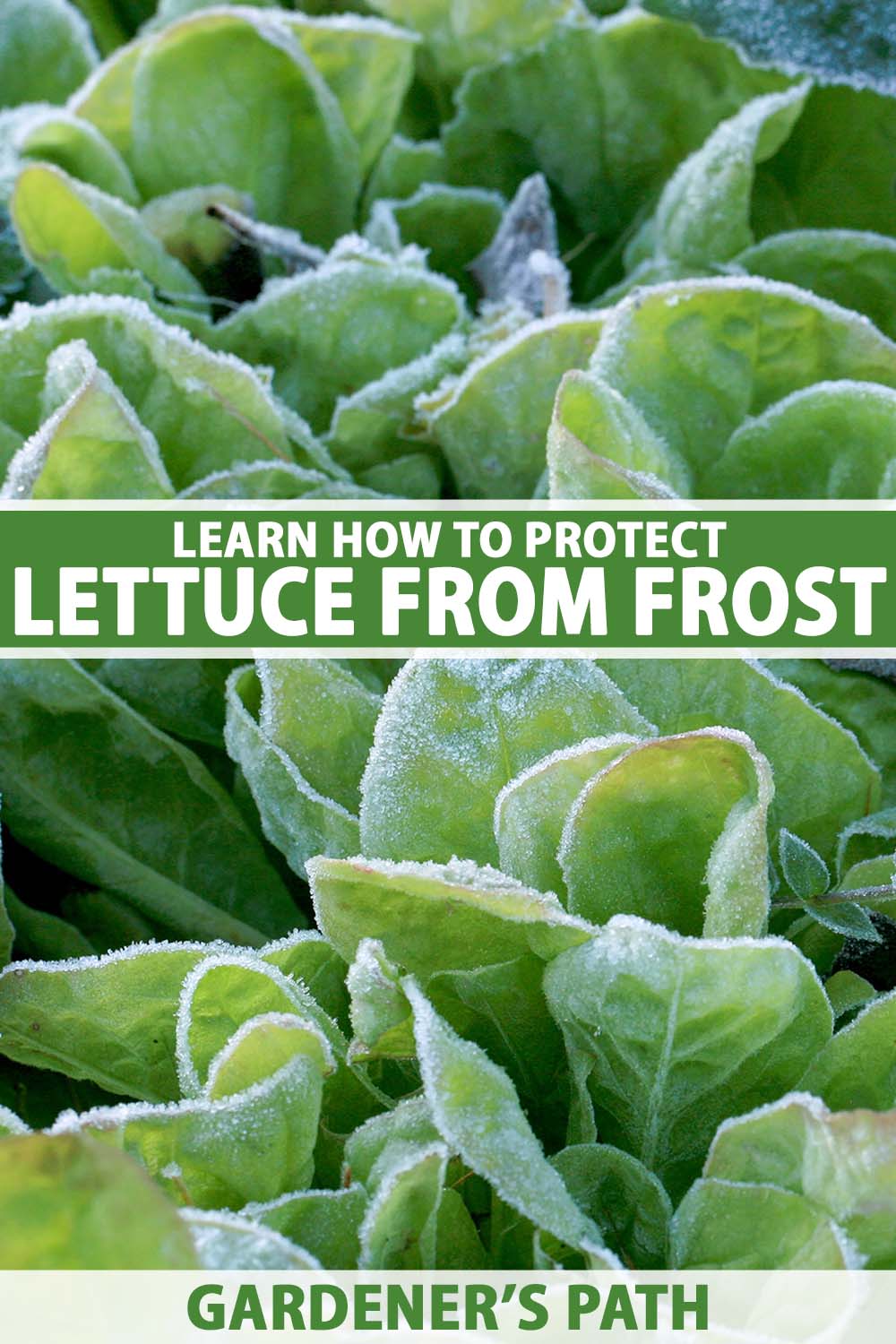 A close up vertical image of lettuce growing in winter covered with a light dusting of frost. To the center and bottom of the frame is green and white printed text.