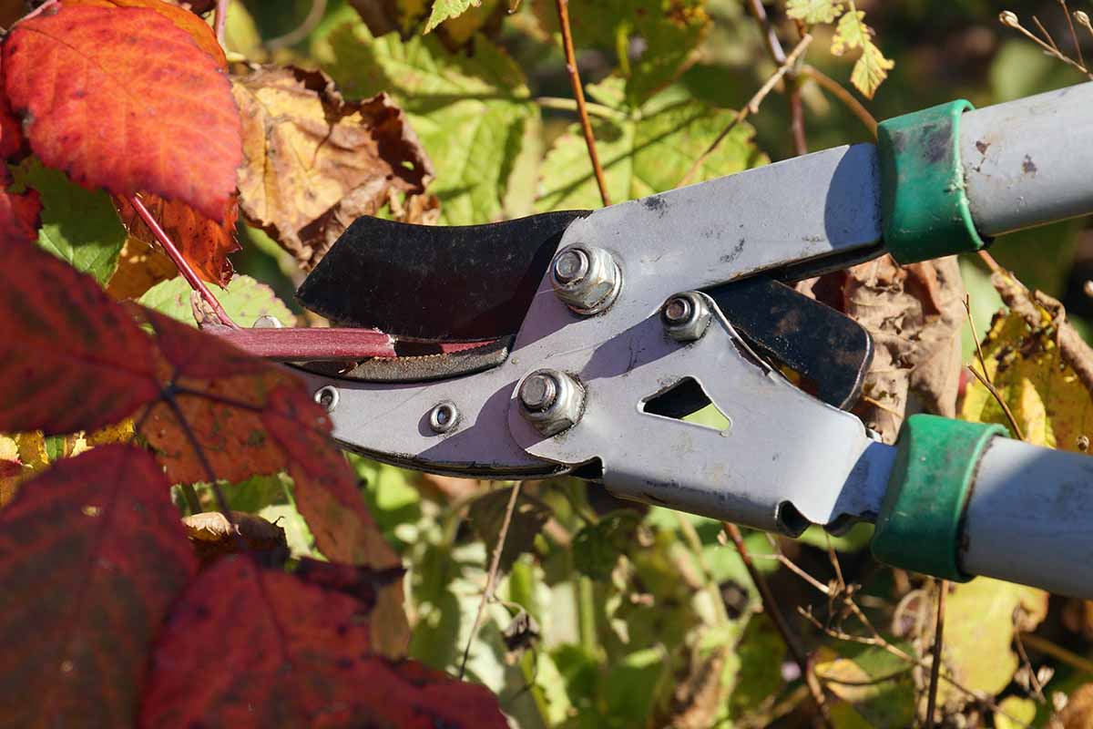 A close up horizontal image of a pair of pruning shears cutting back the stems and foliage of a boysenberry plant in fall.