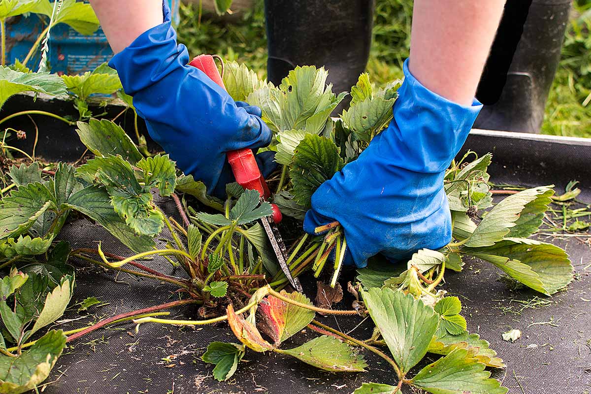 A close up horizontal image of two gloved hands holding a pair of pruning shears snipping of leaves and stems from a plant in a raised garden before.