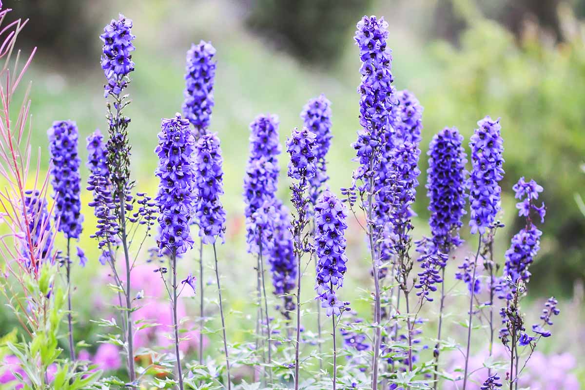 A close up horizontal image of blue delphinium flowers blooming in the late summer garden, pictured in light sunshine on a soft focus background.