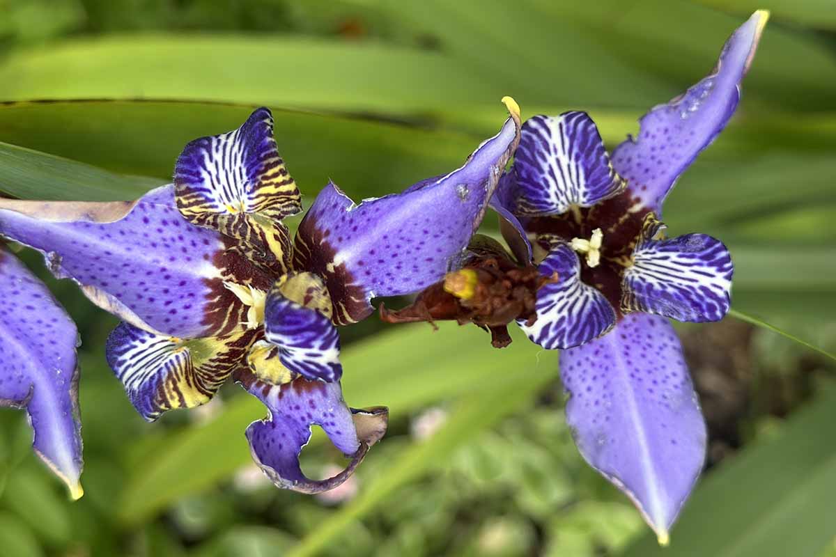 A close up horizontal image of purple walking iris flowers growing in the garden pictured on a soft focus background.