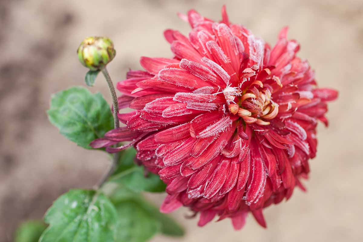 A close up horizontal image of a red chrysanthemum flower covered with frost in the autumn garden pictured on a soft focus background.