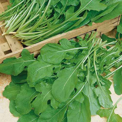 A close up square image of the leaves of rocket arugula freshly harvested.