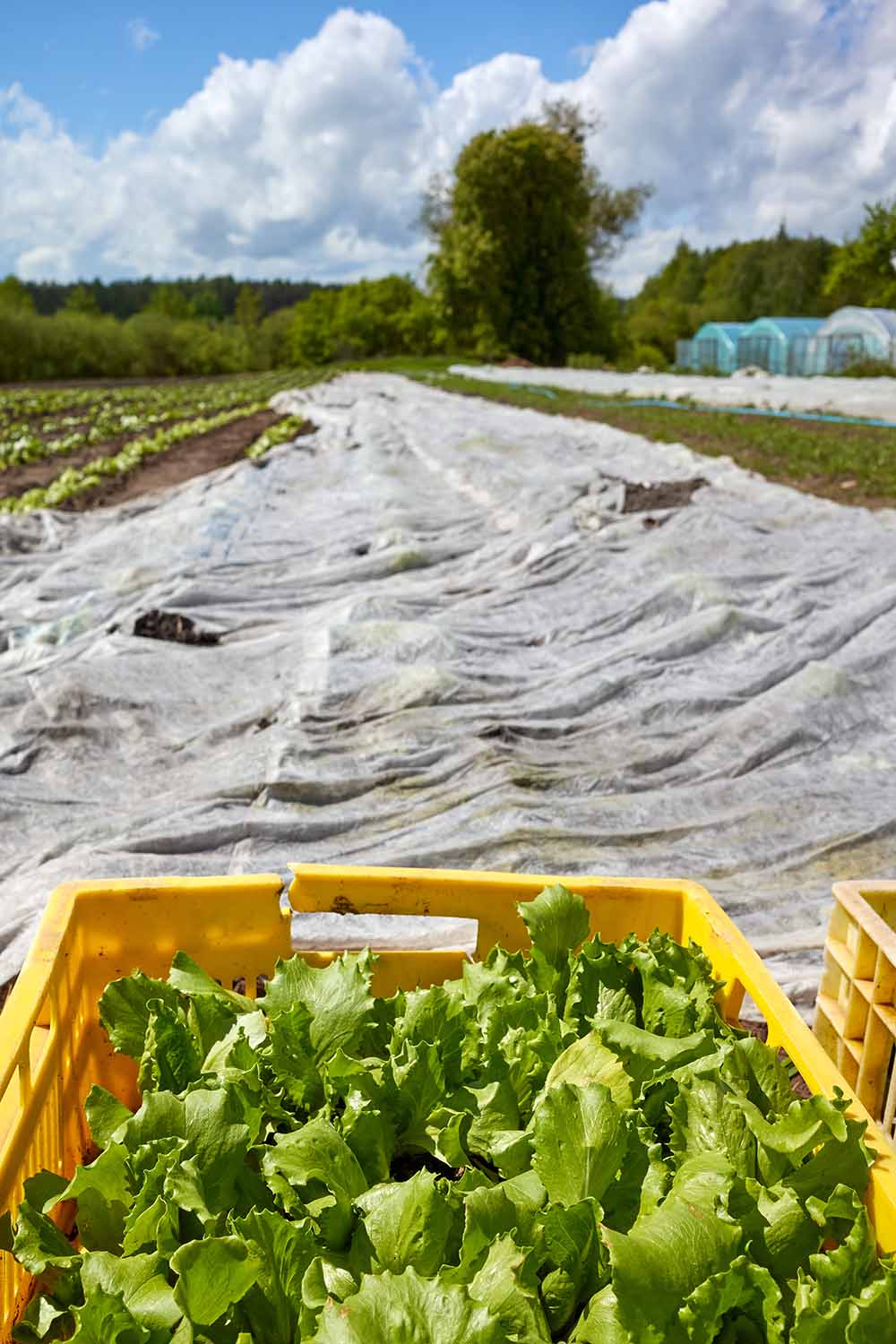 A vertical image of a commercial lettuce planting covered with row covers, and freshly harvested vegetables in yellow plastic boxes.
