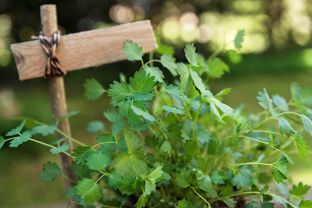 A close up horizontal image of salad burnet growing in the garden pictured on a soft focus background.