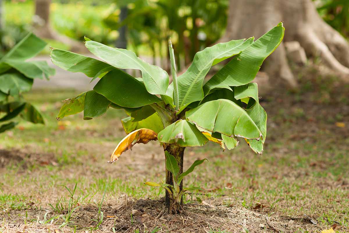 A small Musa basjoo growing in the garden surrounded by lawn with bright green leaves and a dark stem with a large tree in soft focus in the background.