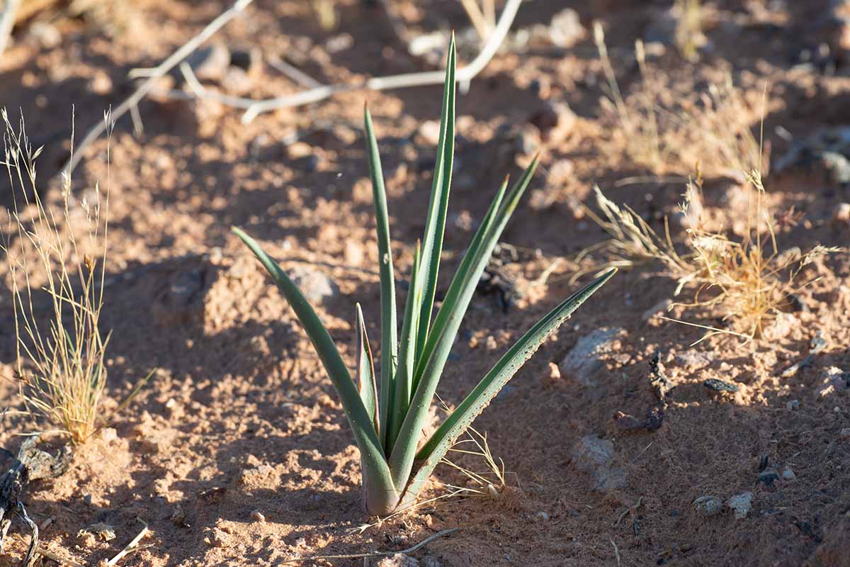 A close up horizontal image of a small yucca plant growing in dry soil in the garden.