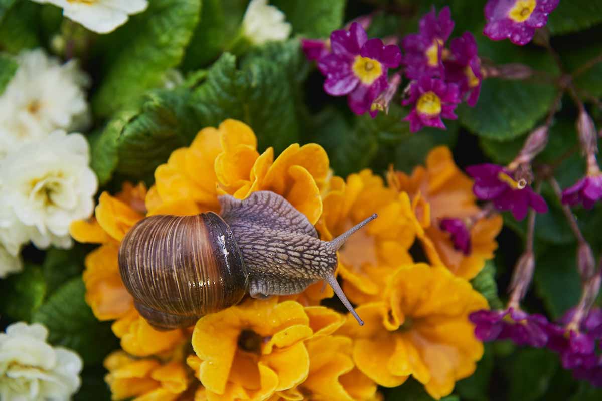 A close up horizontal image of a snail feeding on bright orange primrose flowers.