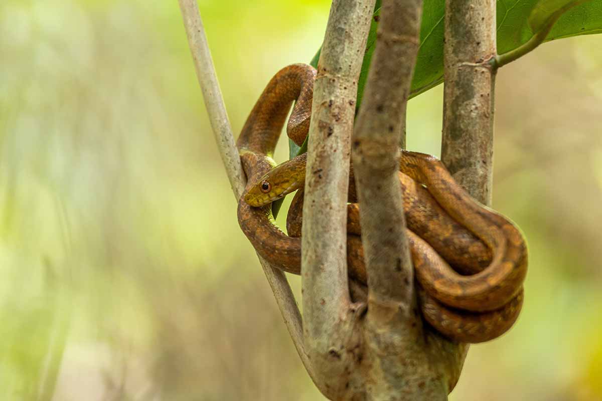 A horizontal image of a brown catsnake coiled up in the branch of a tree.
