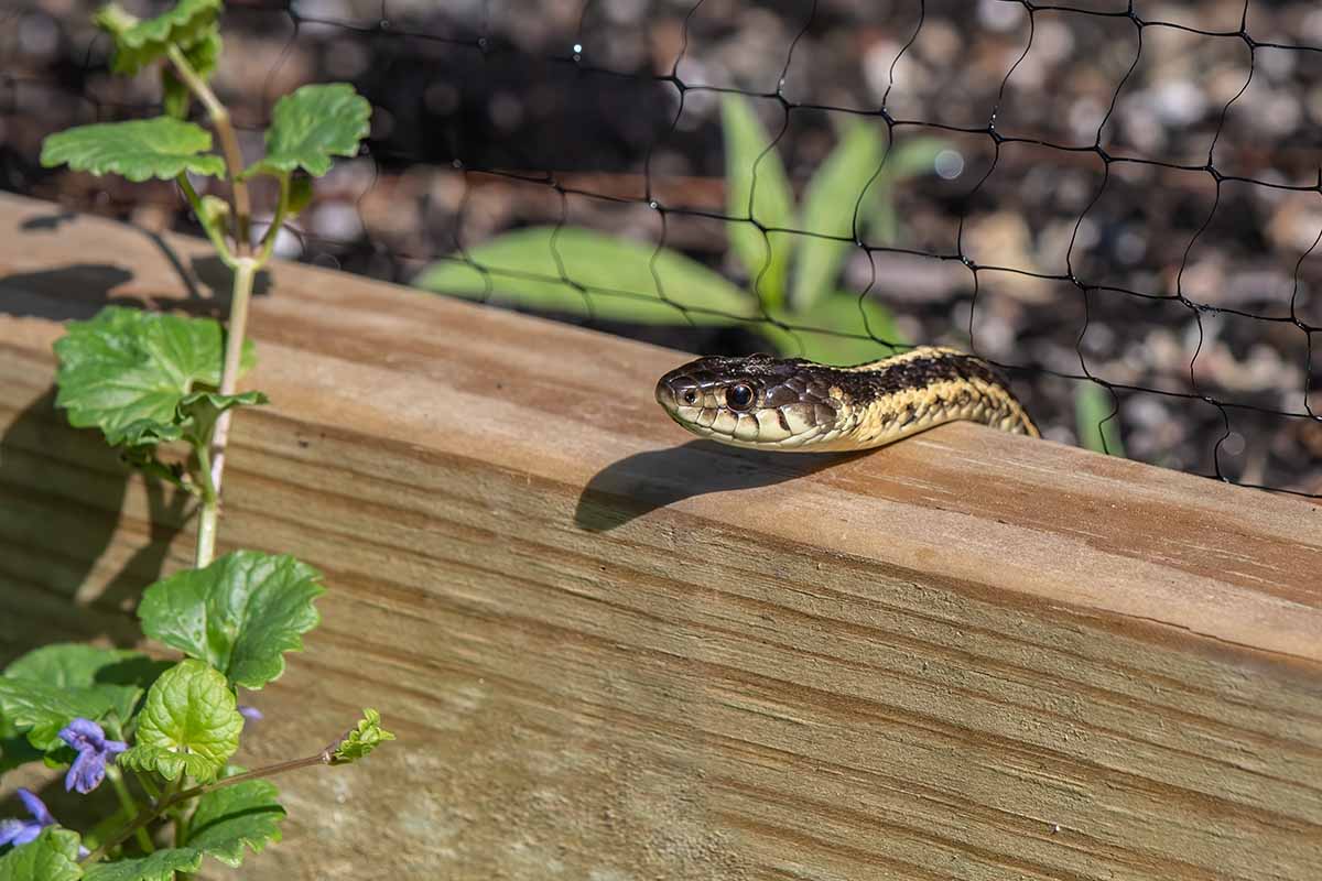 A close up horizontal image of a snake sneaking over the side of a wooden raised bed.
