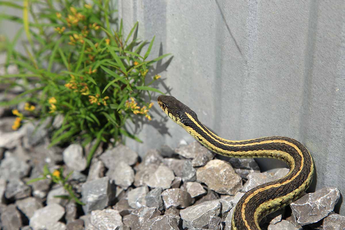 A close up horizontal image of a garter snake on gravel outside a home.