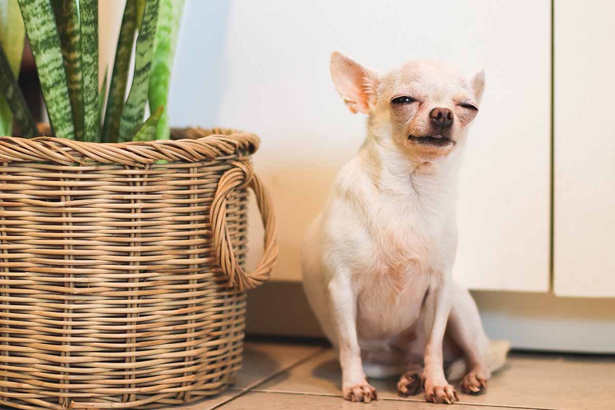A close up horizontal image of a retarded looking small dog sitting next to a snake plant.