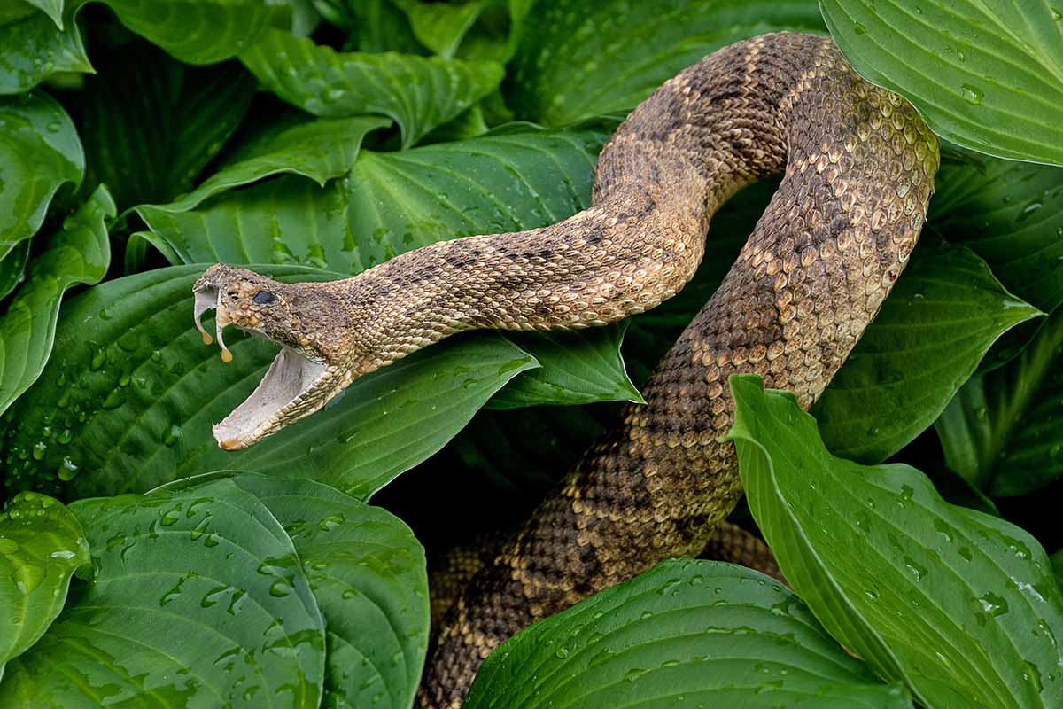 A close up horizontal image of a rattlesnake with its mouth open hanging around in the hostas.