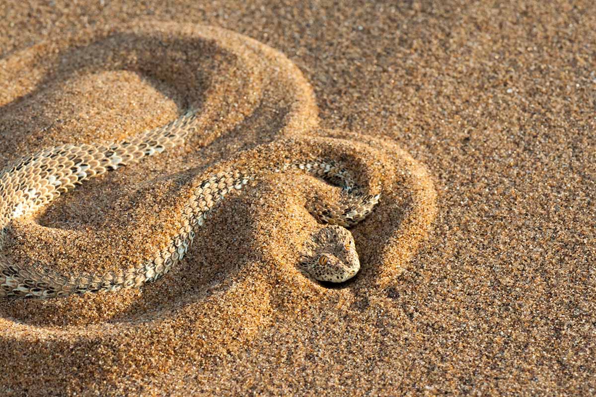 A close up of a sand adder sidewinding in the sand.