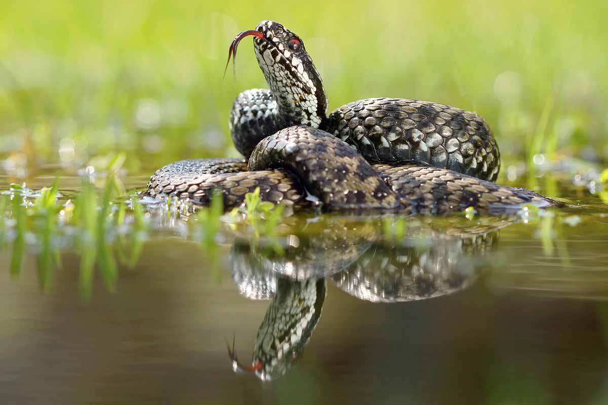 A close up horizontal image of a viper in the water.