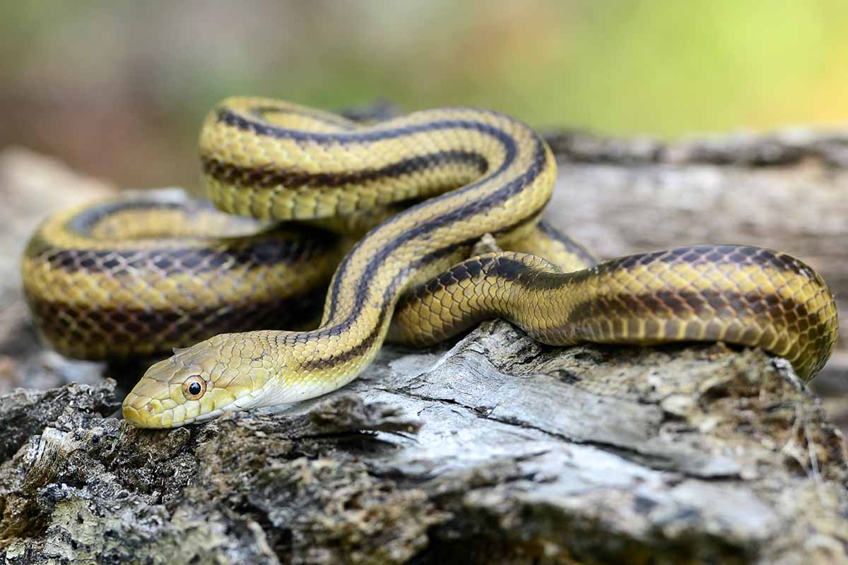 A close up horizontal image of a yellow rat snake on a rock.