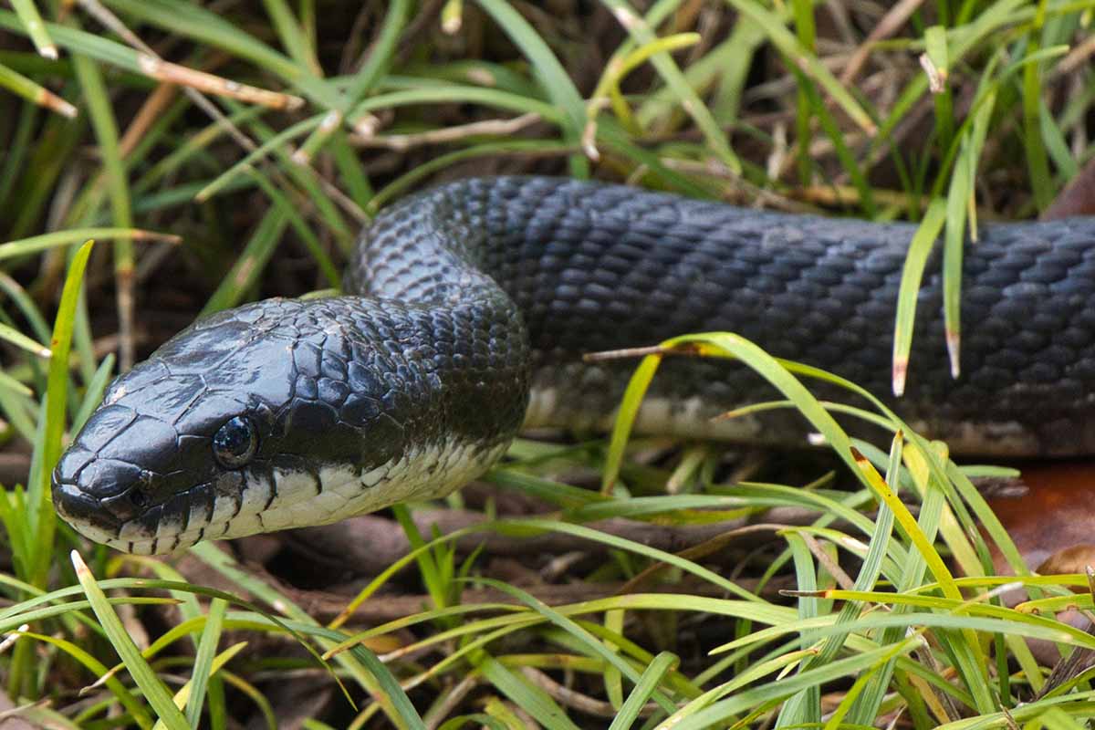 A close up horizontal image of the head of an eastern rat snake looking for prey in the garden.