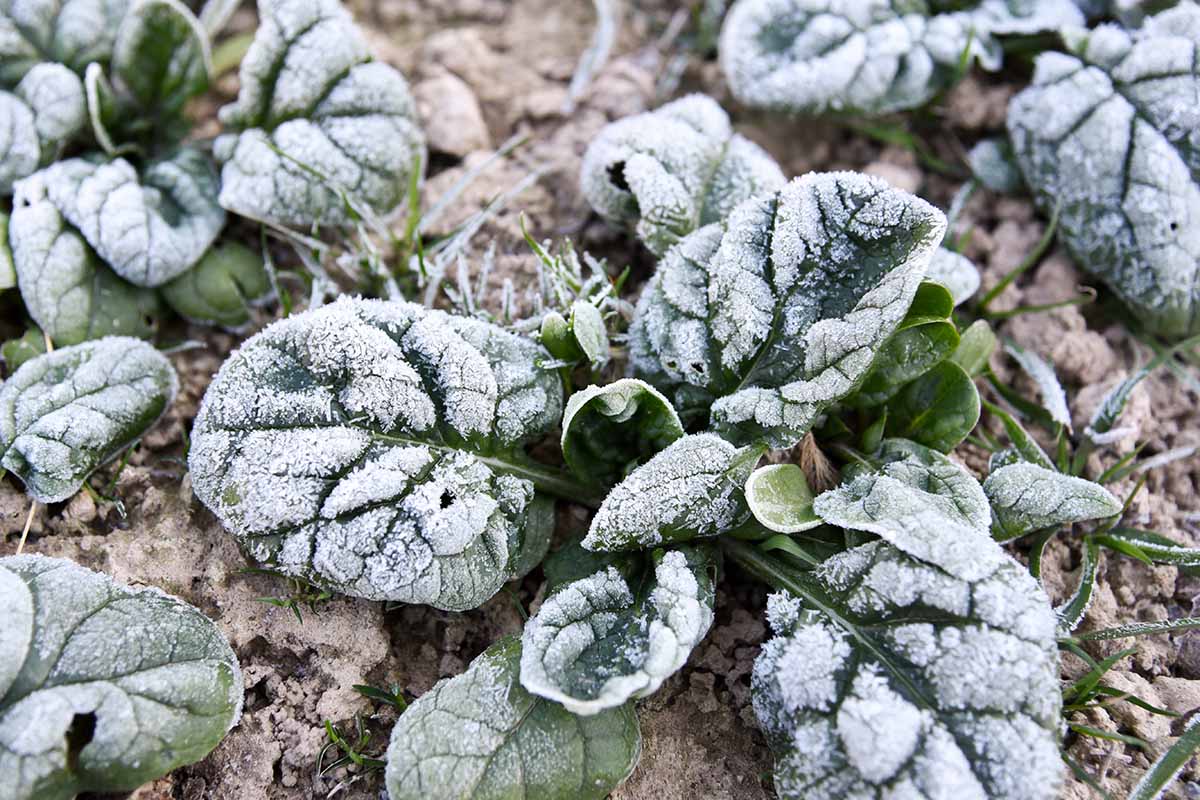 A close up horizontal image of spinach growing in the garden covered in a light dusting of frost.