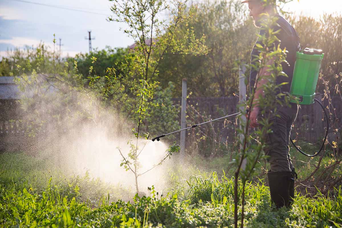 A horizontal image of a gardener spraying herbicides in the landscape from a backpack sprayer.