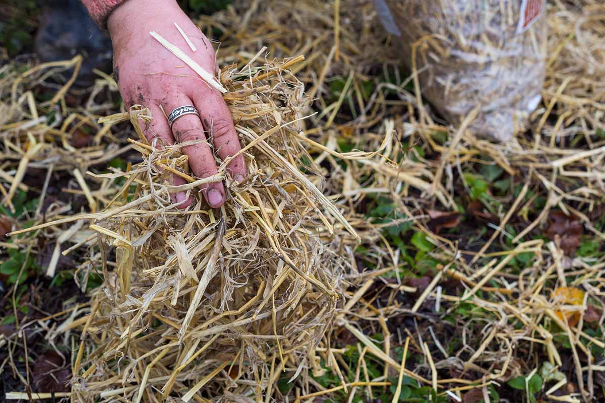 A close up horizontal image of a hand from the top of the frame applying barley straw around plants as a winter mulch.