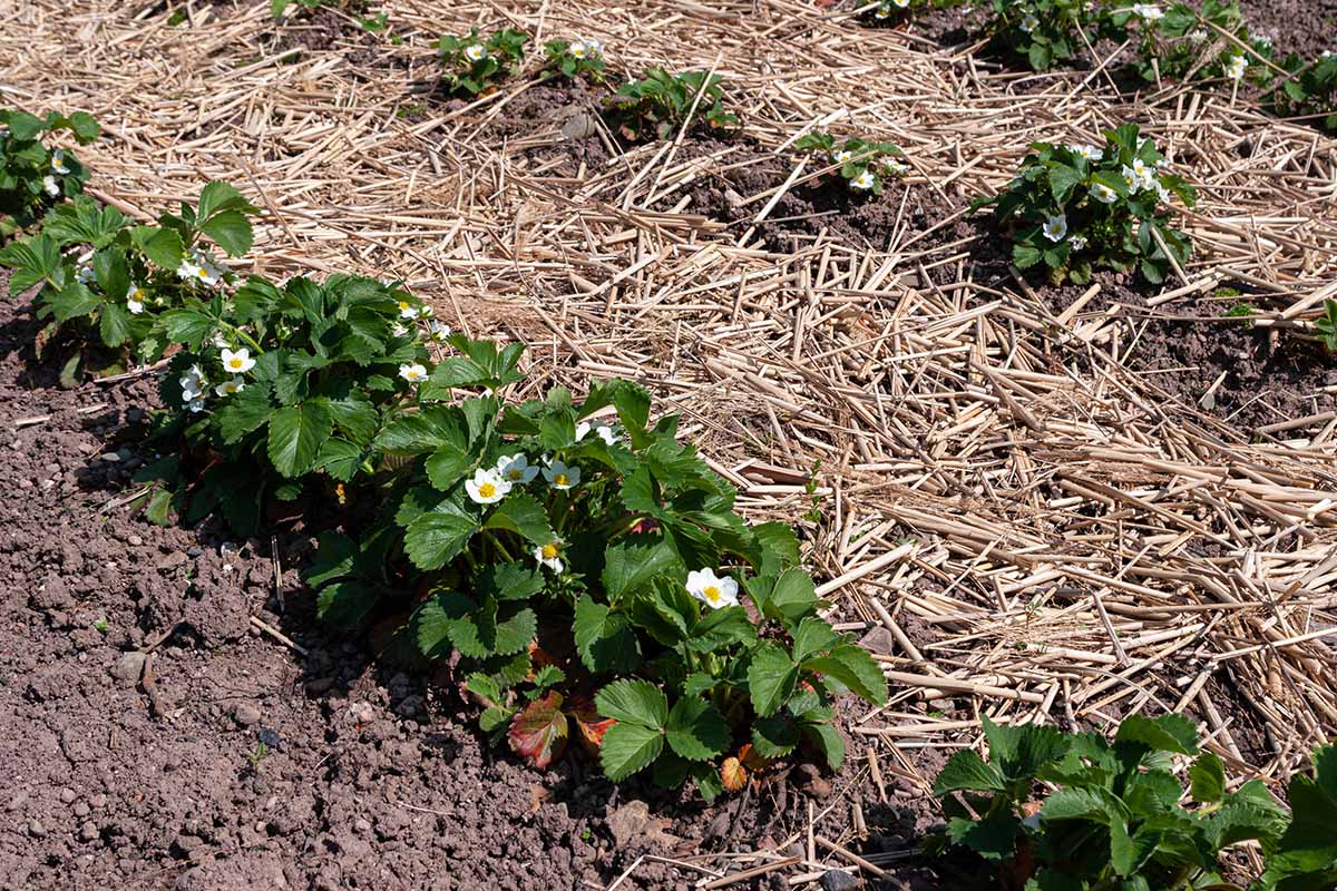 A close up horizontal image of strawberry plants growing in the garden in neat rows with a layer of straw mulch around and in between them.