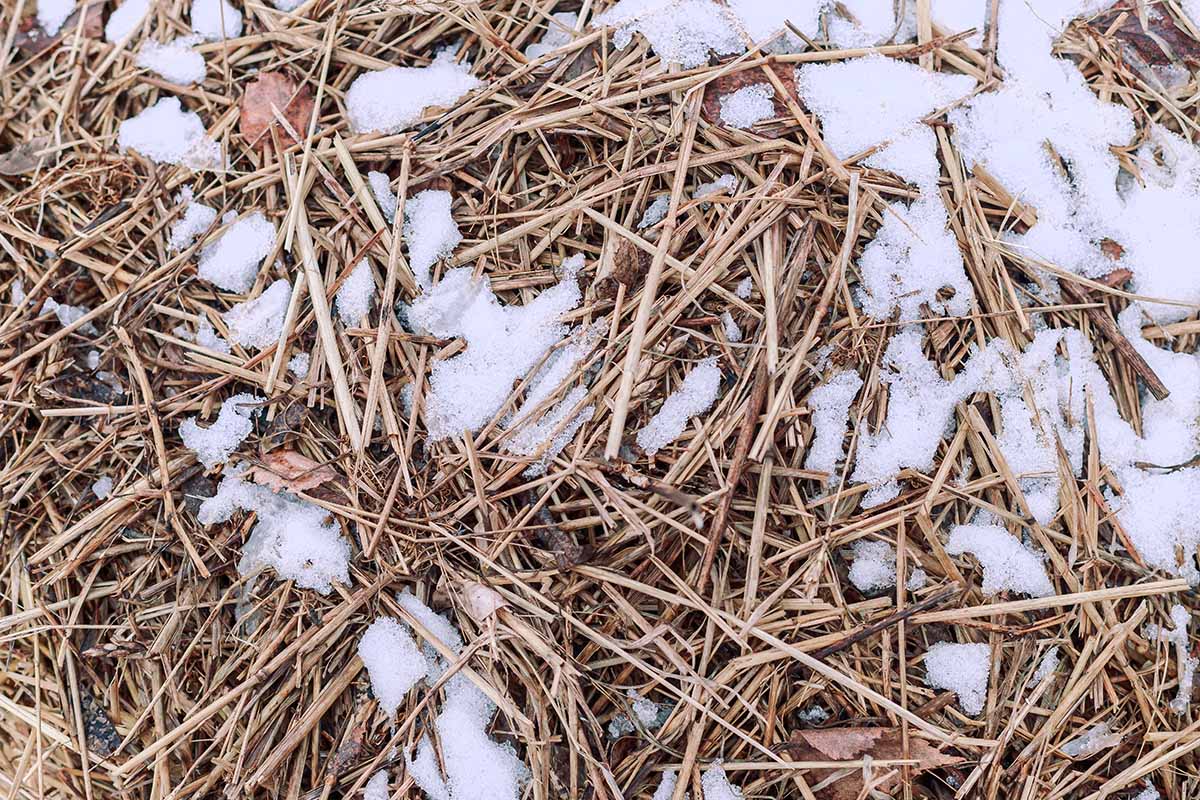 A close up horizontal image of a pile of hay mulch with a light dusting of snow.