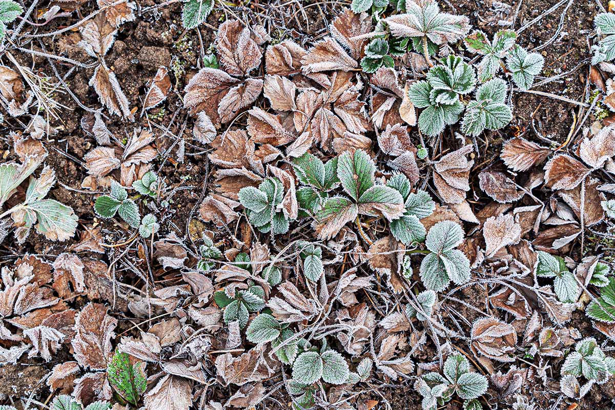 A close up top down picture of plants growing in the garden covered by a layer of light frost, pictured in soft light.