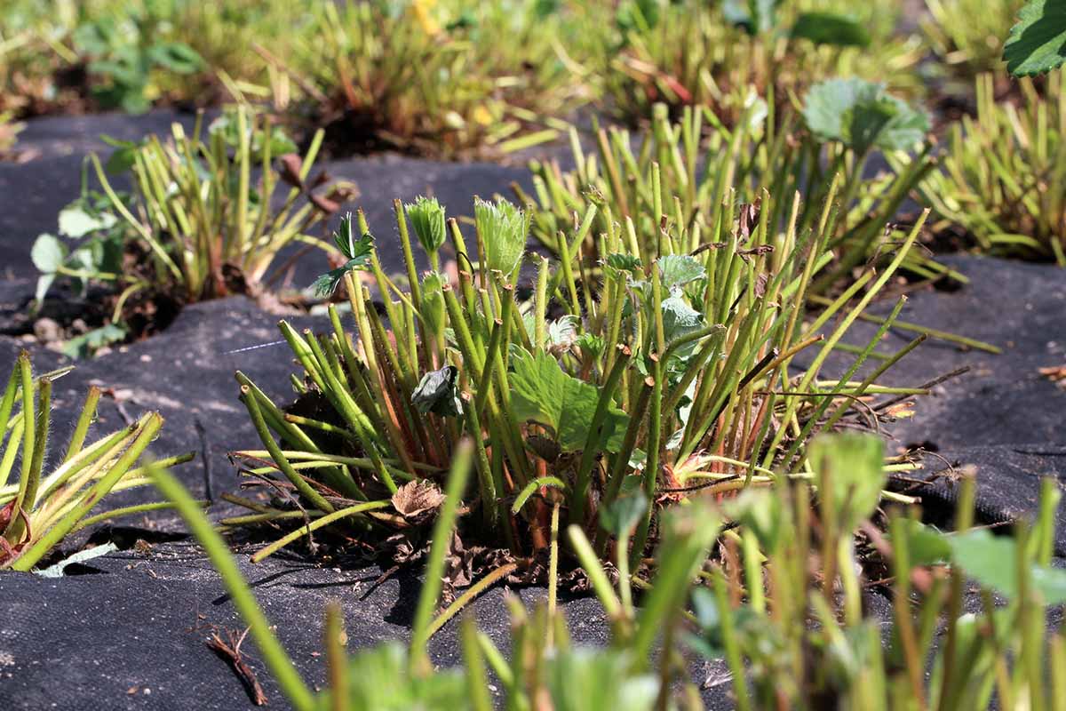 A close up horizontal image of plants that have been pruned with a mower in time for winter, surrounded by black landscaping fabric.