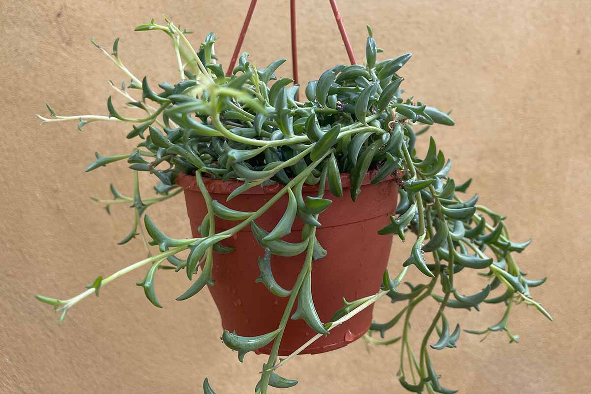 A close up horizontal image of a string of dolphins plant growing in a hanging basket.