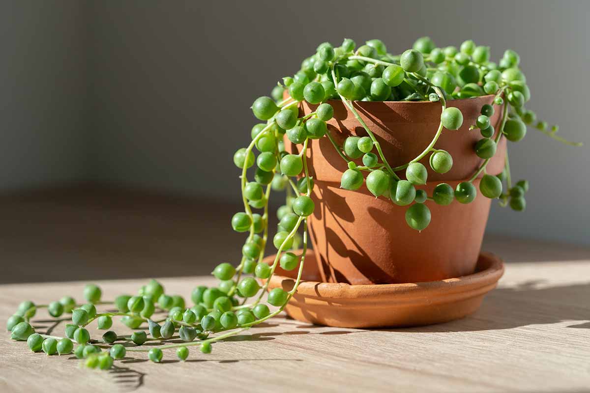 A close up horizontal image of string of pearls growing in a terra cotta pot set on a wooden surface indoors.