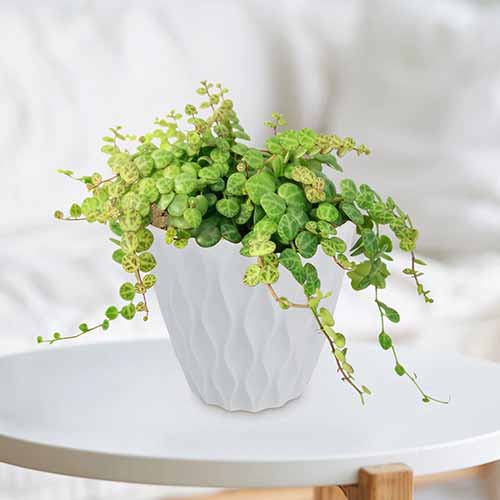 A close up square image of string of turtles peperomia growing in a small white pot set on a table indoors.